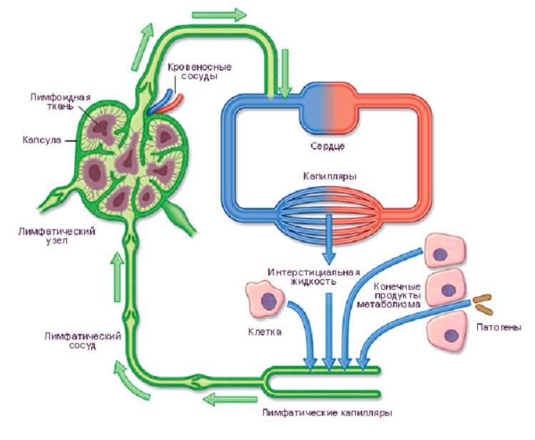 А что вы знаете о лимфатической системе и ее важности для нормальной работы организма?