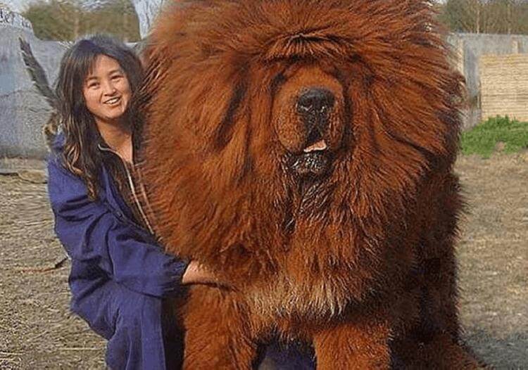Посмотрите на тибетского мастиффа – это самая дорогостоящая собака в мире