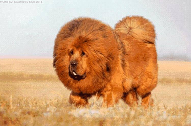 Посмотрите на тибетского мастиффа – это самая дорогостоящая собака в мире