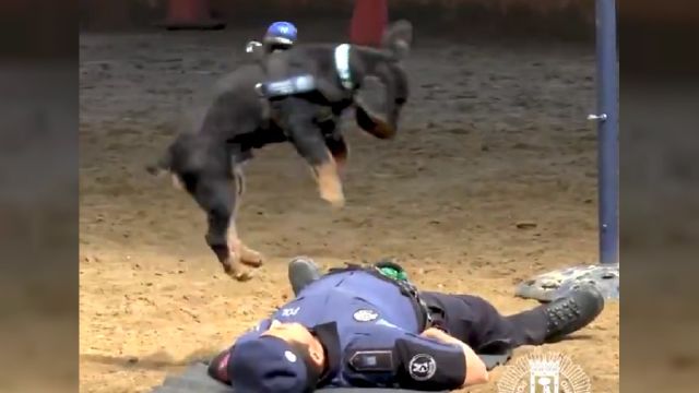 Удивительное видео собаки, которая делает искусственное дыхание якобы «погибшему» офицеру