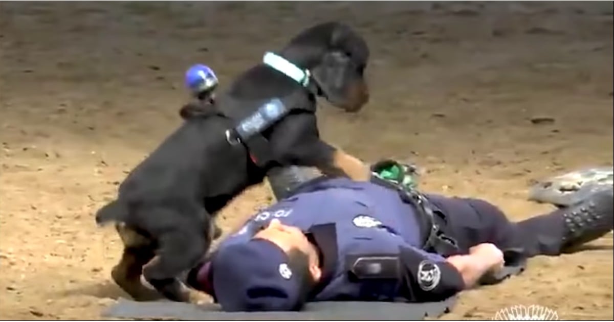 Удивительное видео собаки, которая делает искусственное дыхание якобы «погибшему» офицеру