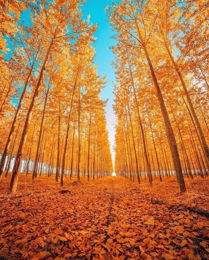 15+ невероятных фото осени – природа самый лучший волшебник и постоянно удивляет нас своей красотой