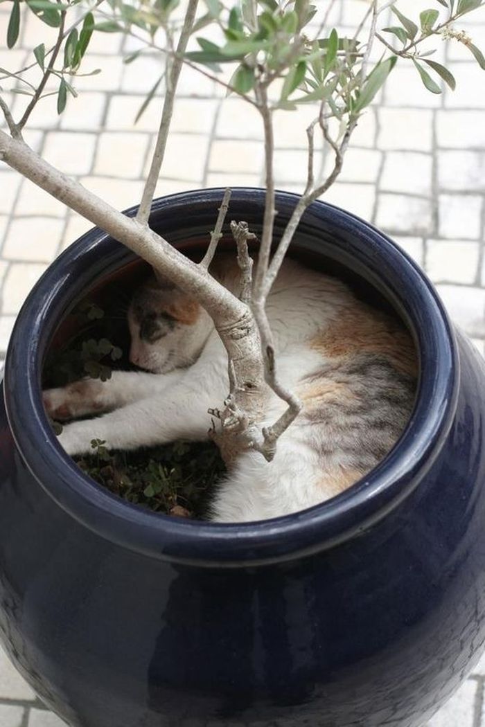 Самые уморные фото кошачьих, уснувших в совершенно невообразимых позах