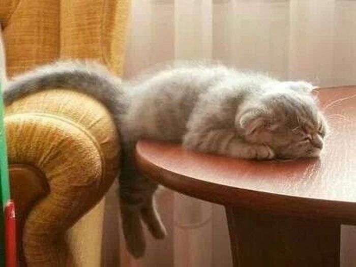 Самые уморные фото кошачьих, уснувших в совершенно невообразимых позах