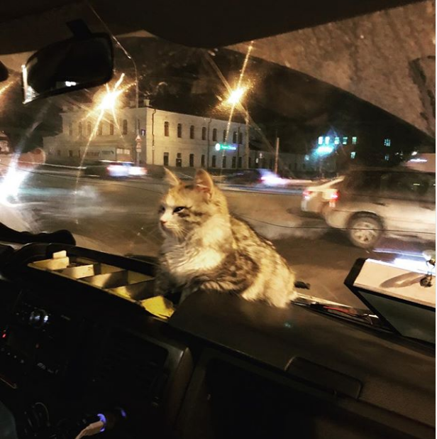Кошка, боясь замерзнуть, запрыгнула на маршрутку… А водитель решил поступить с животным как настоящий человек