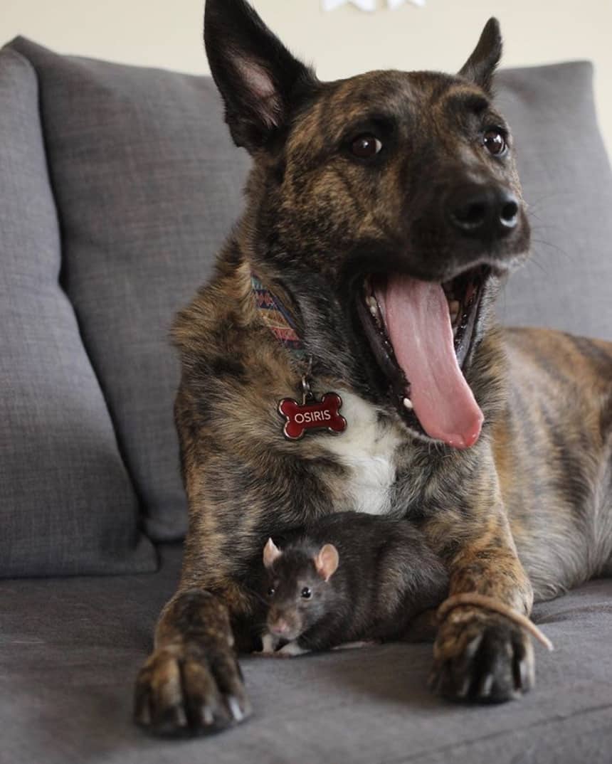 Удивительная дружба: собака-спасатель мучилась депрессией, пока не подружилась с крыской