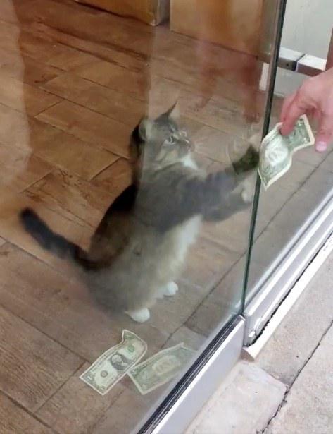 Сотрудники фирмы никак не могли вычислить, откуда кот берет деньги, чтобы принести им