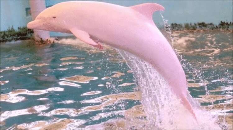 Моряк смог снять на камеру удивительного розового дельфина – кадры очень красивые