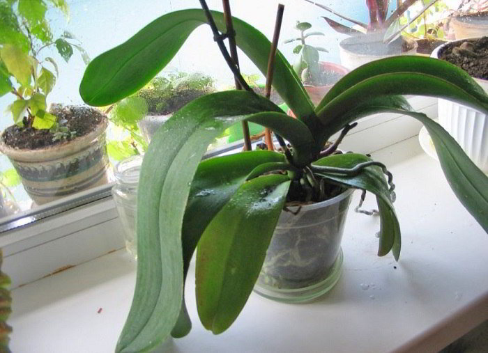 Полезное чесночное лакомство для орхидей – мои растения цветут постоянно
