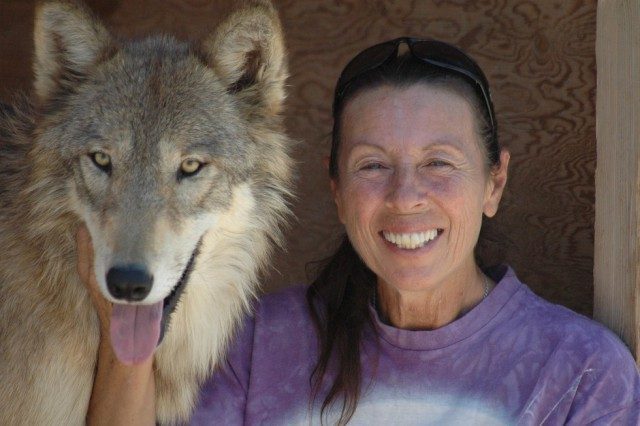 Эта женщина спасла трех щенков волка – и теперь это взрослые, гордые и красивые, животные