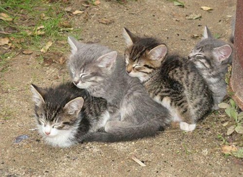 Тридцать три уморных кота, которые заснули в самых необычных и удивительных позах – такого я еще не видела