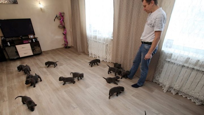 Мать-героиня из Воронежской области: собака умудрилась родить 19 щенков и стать рекордсменкой