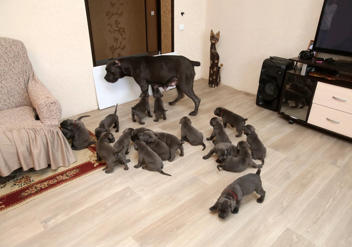 Мать-героиня из Воронежской области: собака умудрилась родить 19 щенков и стать рекордсменкой