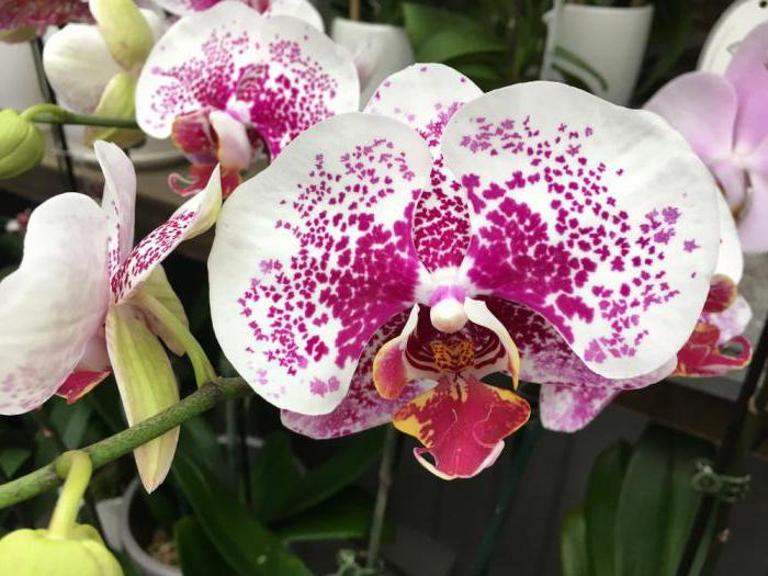 Шикарный витаминный коктейль для капризных орхидей – учимся правильно реанимировать цветок