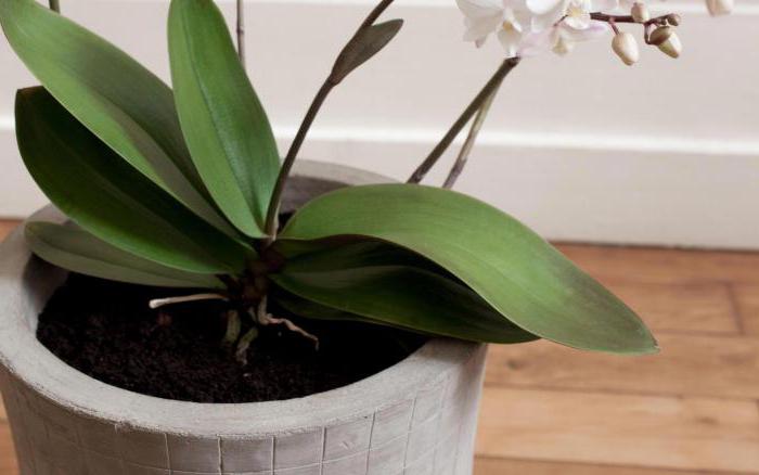 Шикарный витаминный коктейль для капризных орхидей – учимся правильно реанимировать цветок