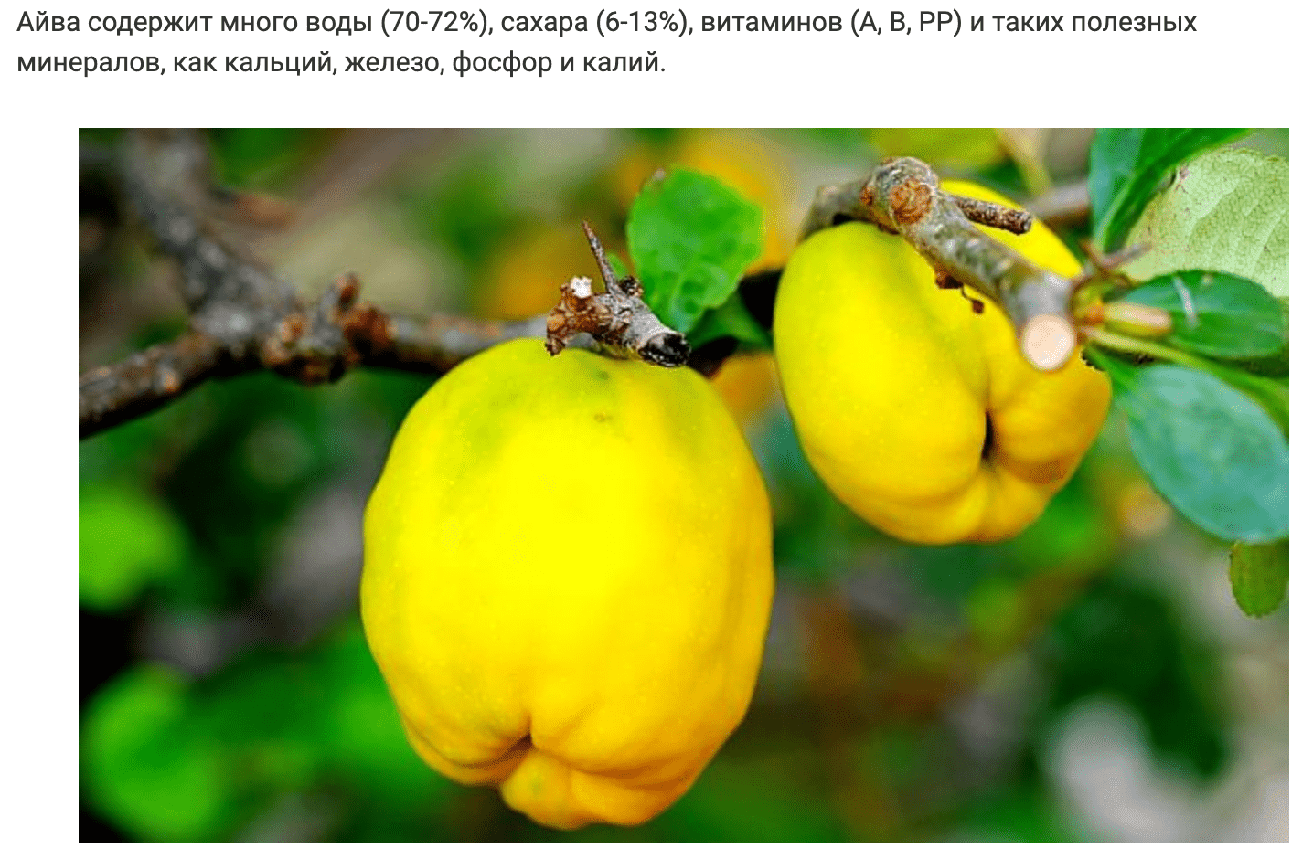 Вкусный и очень полезный чай из айвы хорошо очищает желудок и печень на клеточном уровне – даем свой рецепт