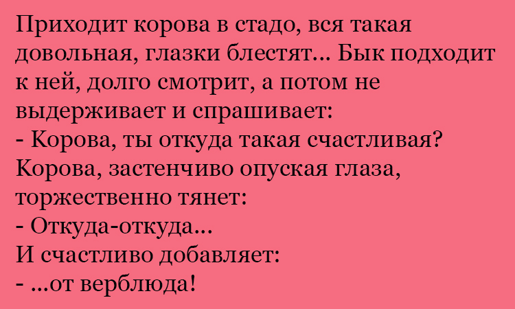 Анекдот про счастливую корову