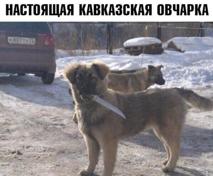 foto_prikoli_29