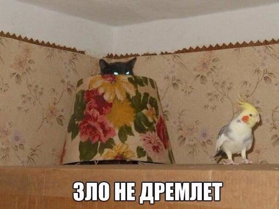 zhivirnont